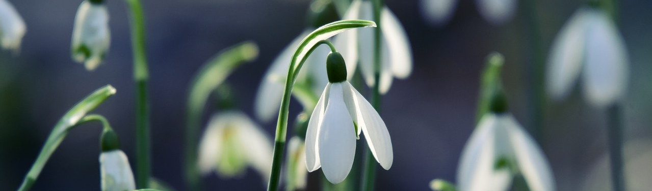 colle à faux cils efficace